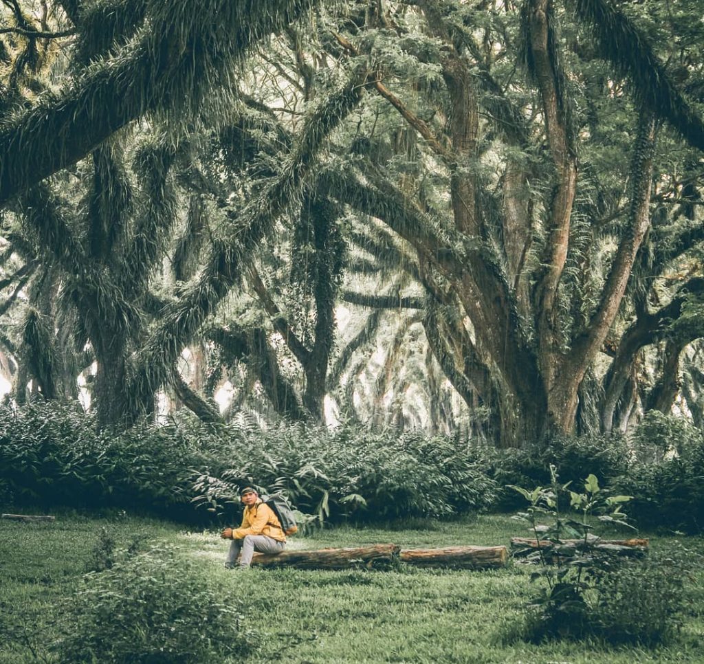 Pesona De Djawatan, Hutan Fantasi ala Film ‘The Lord of The Rings’ di Banyuwangi