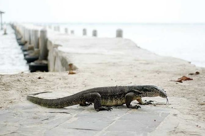 Jawa Barat Punya Pulau Biawak, Surga yang Tersembunyi